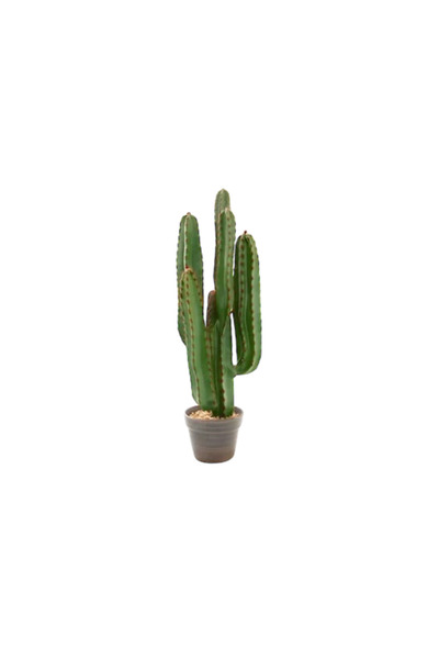 OEMS Large Aloe Vera Plant