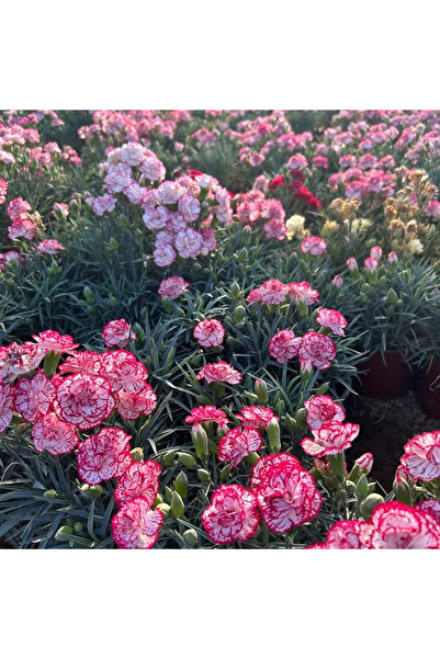 121 860 Seeds, Seeds of Garden and Decorative Plants for Perennial Pots