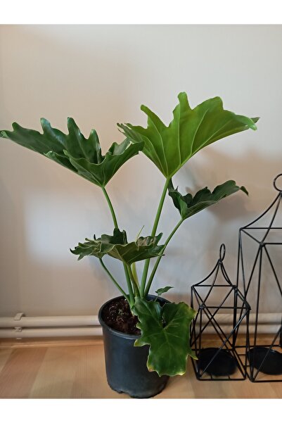 avşar çiçekçilik Dev Yapraklı Sarmaşık Devetabanı ( Thaumatophyllum bipinnati...