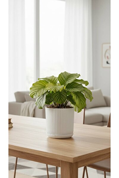 Bliss Lotus Kendinden Tabaklı 1,8 Litre Küçük Saksı Dekoratif Plastik Çiçek S...