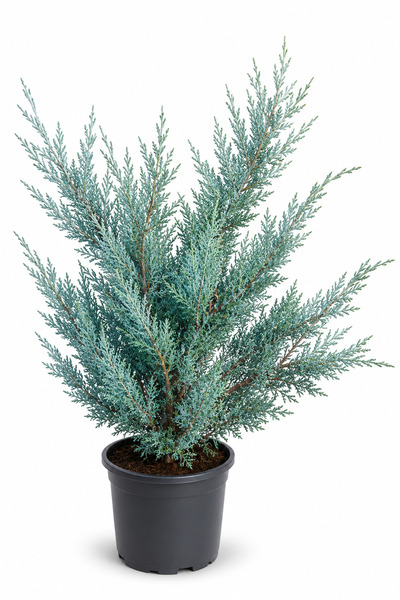 Rosemary Garden Juniperus Sabina Sabin Ardıcı Ağacı 80-100 cm 2 L Saksılı Süs...