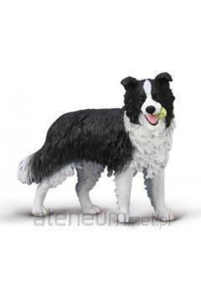 Collecta Figurină miniaturală Border Collie 6cm 80012