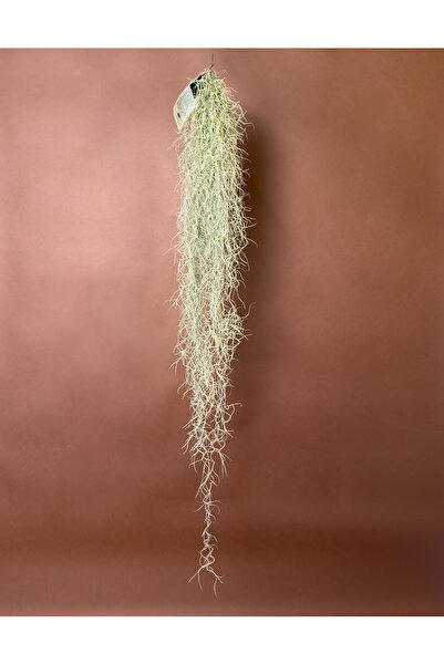 KUK PEYZAJ İspanyol Yosunu (Tillandsia usneoides) – 120 cm – Sarkık Hava Bitkisi