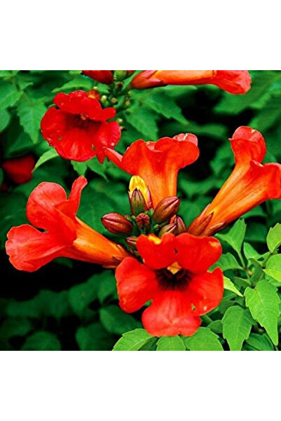 123 100 Pieces of Easy-To-Grow Plants, High Germination Rate Rare Red Chrome ...