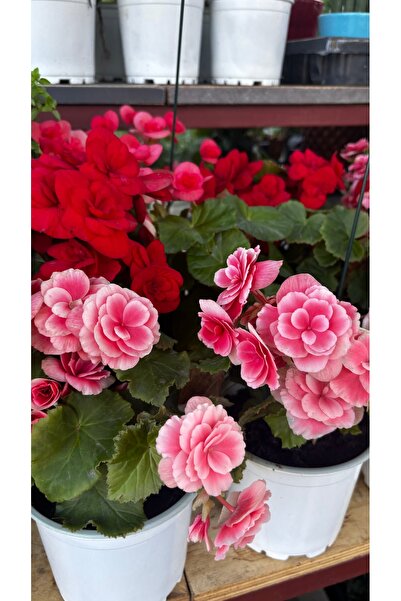 GARDENLİFEBOTANİK Katmerlı begonya canlı bitki