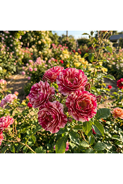 123 100 Premium Rose Seeds - Beautiful Garden Flowers for Planting