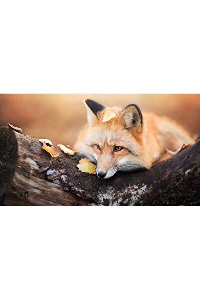 Persona Tablou canvas 100 x 70 cm, Animale model 570