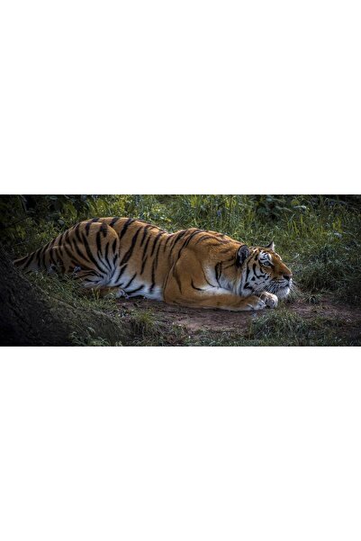 Persona Tablou canvas 100 x 70 cm, Animale model 282