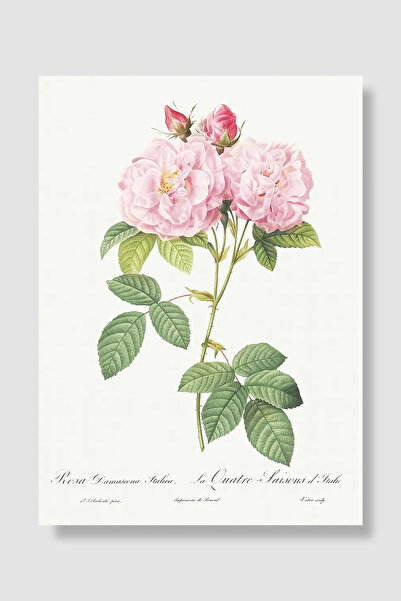 Luna Marissa Poster cu flori, vintage, botanic, gravură cu trandafir roz, ilu...