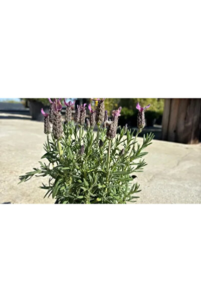 PLANTA TERRA Gradina ta începe aici Lavandă mică 10-20 cm