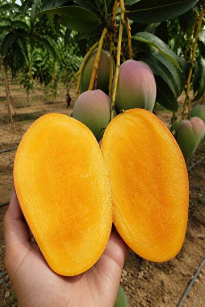 bahcemdenonline Mango 5 Kg