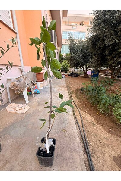 Cab6P Anacına Aşılı Yarı Bodur Napolyon Ziraat 0900 Kiraz Fidanı - Saksılık Fidan 100 cm üzeri