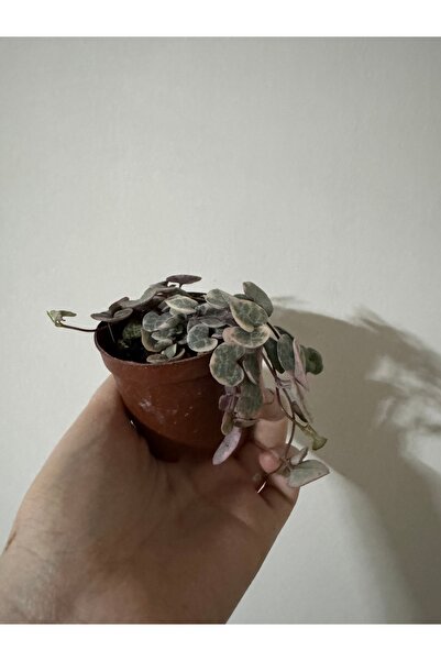 Genel Markalar “Alacalı Kalp Kalbe Karşı (Ceropegia woodii Variegata)”