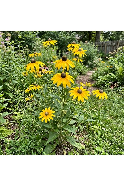 Bloom & Sow Seed بذور بلاك آيد سوزان (100 حبة) - بذور لحافة حديقة طبيعية وريف...