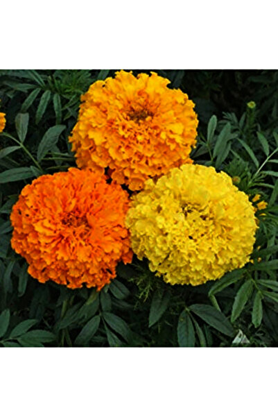Bloom & Sow Seed بذور زهرة القطيفة متعددة الألوان ذات الزهر المزدوج - مقاومة ...