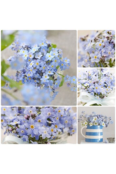 Bloom & Sow Seed بذور زهرة لا تنساني الزرقاء (Myosotis Sylvatica) - زهور برية...