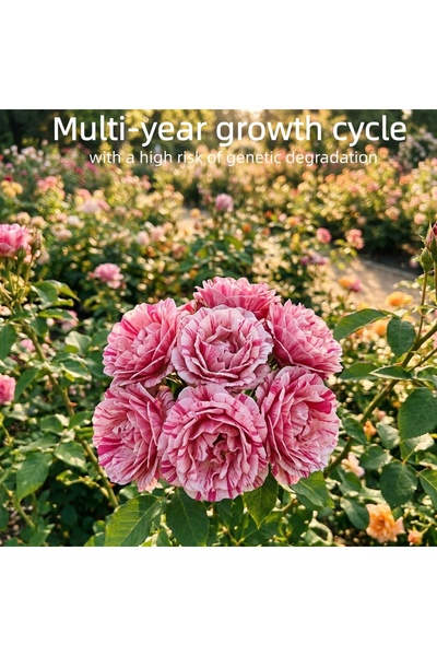 Bloom & Sow Seed بذور ورد فلوريبدوندا مخططة باللونين الوردي والأبيض (100 حبة)...