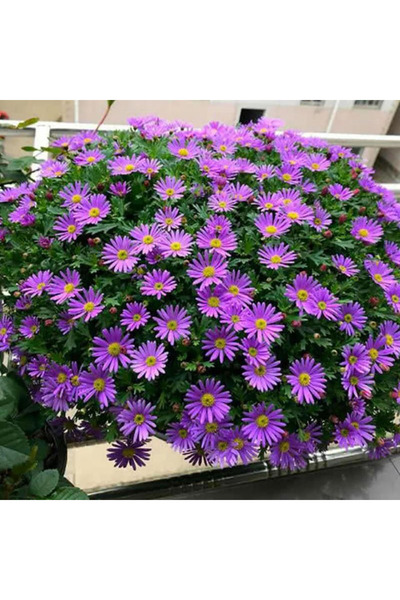 Bloom & Sow Seed بذور زهرة البراكسكوم البنفسجية، ذات مركز أصفر وأزهار كثيفة، ...