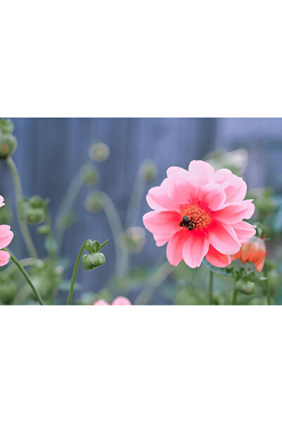 Bloom & Sow Seed Pastel Pink Single-Petal Dahlia Seeds, Vibrant Orange Flower...