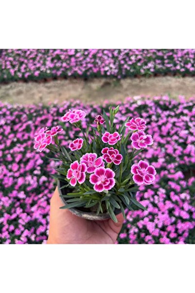 Bloom & Sow Seed Bicolor Evergreen Dianthus Seeds, Courtyard Lawn Border Pott...