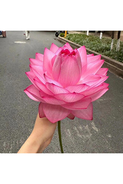 Bloom & Sow Seed Full Bloom Bright Pink Double Lotus Seeds, Pond Courtyard Wa...