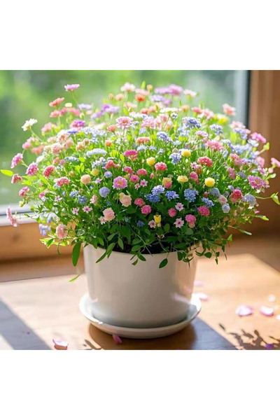 Bloom & Sow Seed Multi-Color Dwarf Wildflower Blend Seeds, Sun-loving Window ...