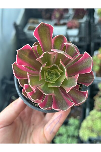 SukuLand Aeonium Baifeng kore ithal özel tür sukulent 9cm saksıda