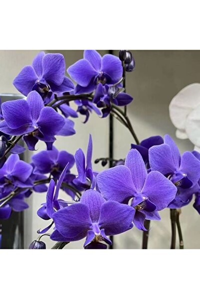 Bloom & Sow Seed Deep Purple Phalaenopsis Orchid Seeds, Elegant Indoor Bonsai...