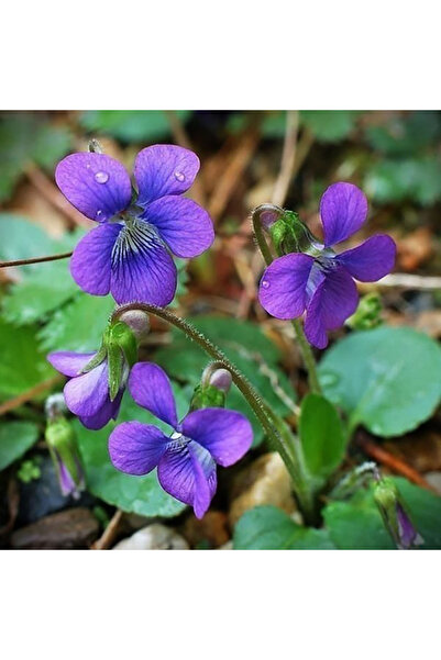 Bloom & Sow Seed Deep Purple Violet Seeds, Perennial Wild Violet, Shade‑Toler...
