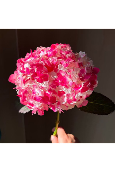 Bloom & Sow Seed Vibrant Red White Mixed Hydrangea Flower Seeds, Perennial Sh...