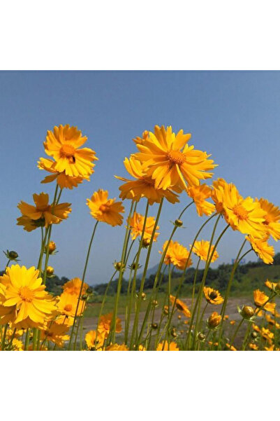 Bloom & Sow Seed Tall Stem Golden Coreopsis Seeds, Drought Resistant Perennia...