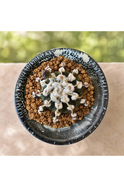 ATLANTE CACTUS Gymnocalycium F. Variegata “VOS1241 Fluffy” tohumdan