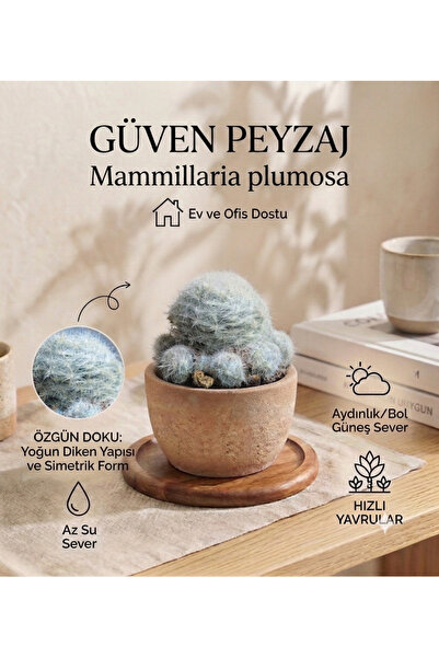 Genel Markalar Mammillaria Plumosa Kaktüs – Tüylü Kaktüs – Dekoratif Saksılı ...