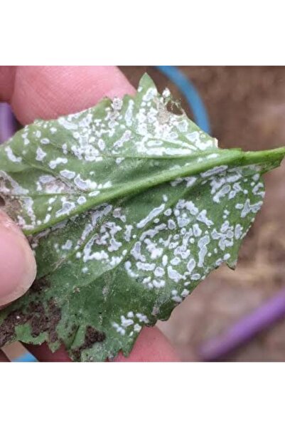 ŞİFAGIDA 22 benekli uğur böceği lavrası 10adet (Psyllobora vigintiduopunctata)