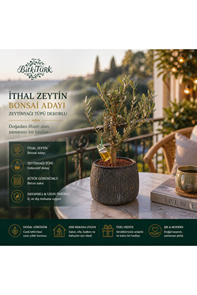 BitkiTÜRK Dokulu Beton Saksıda İthal Zeytin Ağacı Bonsai Adayı| Zeytinyağı Tü...