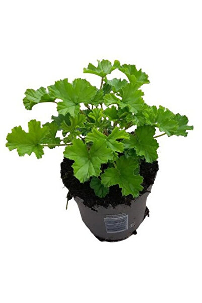 Eufloria Pelargonium ANGEL PARFUM NOVA Ø10.5cm