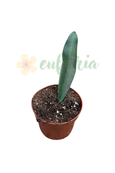 Eufloria Hoya meliflua 'Island' Ø10,5cm