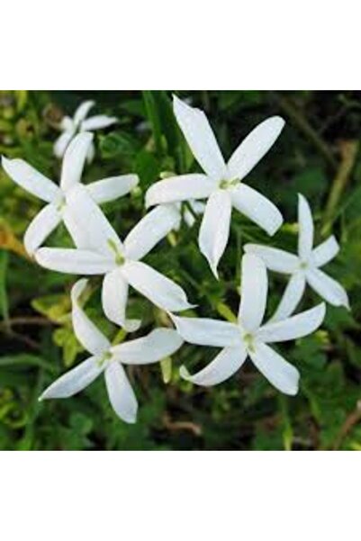 Mimoza Arap Yasemini Sarmaşığı Fidanı Rhyncospermum Jasminoides 20-30 Cm