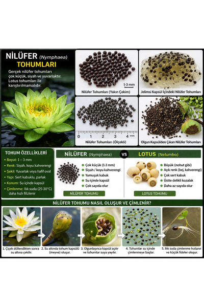 variegataseeds Water lily nilüfer tohumu turuncu 10 adet