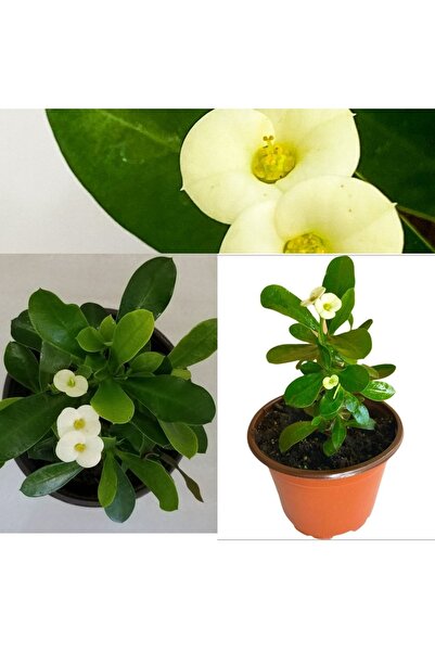 Doğa Çiçekçilik Euphorbia Beyaz Dikenler Tacı