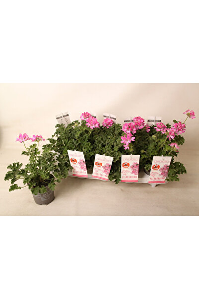 Eufloria Pelargonium capitatum Ø10.5cm