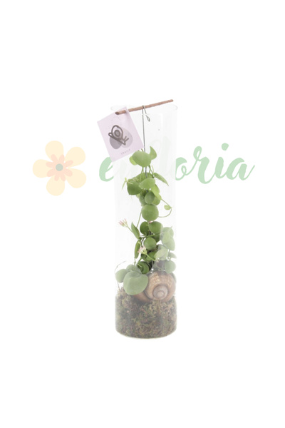 Eufloria Dischidia platyphylla Ø11cm