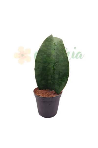 Eufloria Sansevieria masoniana 'Whale Fin' Ø8.5cm