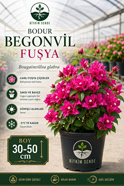 Bitkim Sende Sarmaşık Begonvil Çiçeği- Fuşya Renk Sarılıcı Begonvil - 40/50cm...
