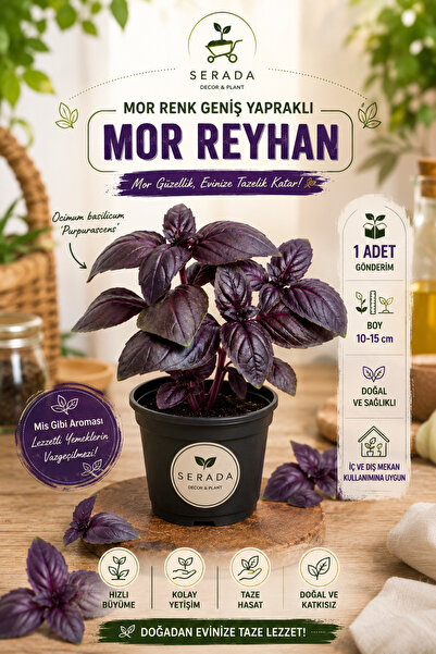 serada decor & plant Formlu 1 Adet Geniş Yapraklı Mor Reyhan Fidesi (5-10 Cm)...