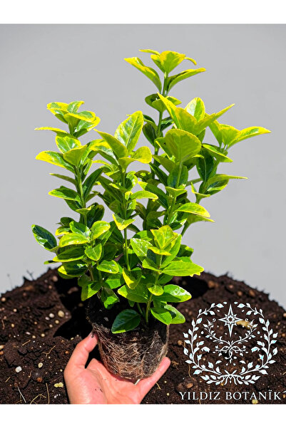 YILDIZ BOTANİK Altuni Gold Taflan Çit Bitkisi Sarı Taflan Fidanı 25-30 Cm 1 S...