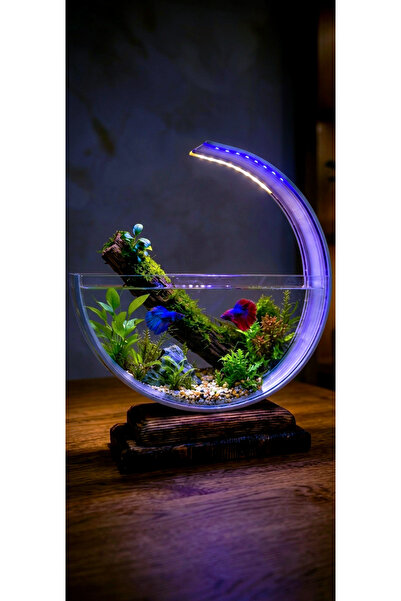 Berliva Home Wooden Aquarium Ahşap Tabanlı Hilal Akvaryum - LED Işıklı Özel T...