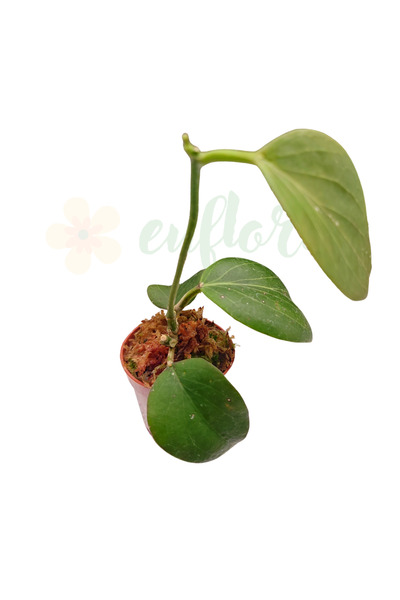 Eufloria Hoya sp. PNG SV-432 Ø6cm