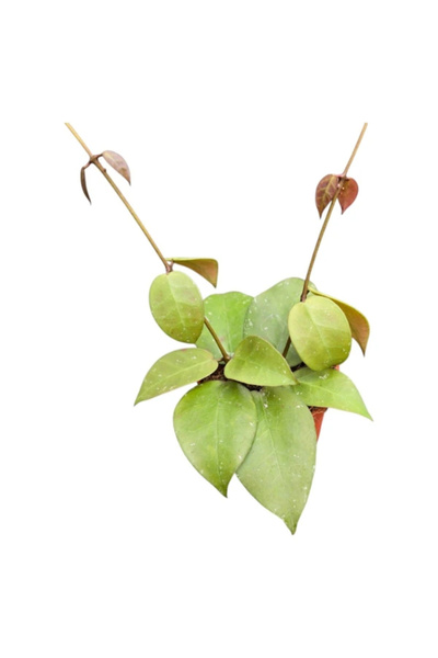 Eufloria Hoya incurvula Ø7cm