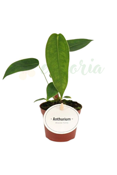 Eufloria Anthurium peltigerum Ø6cm